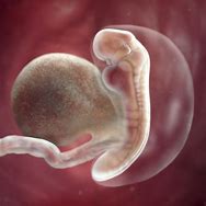 Image result for 5 Week Embryo Pictures