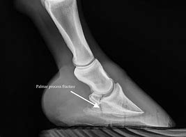 Image result for Coffin Bone Solar Canals