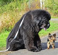 Image result for Biggest Dog Ever Newfoundland