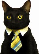 Image result for Business Cat Meme with White Background