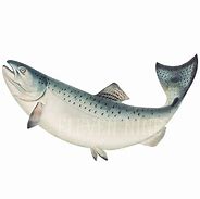 Image result for Silver Salmon Clip Art