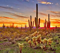 Image result for Arizona Desert Flora