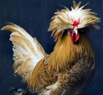 Image result for Funny Chicken Face