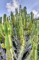 Image result for South African Cactus