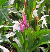Image result for Roscoea alpina