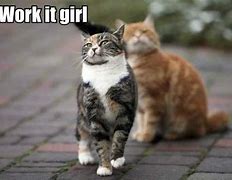 Image result for Good Job Cat Meme
