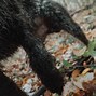 Image result for Dogs and Porcupine Quills