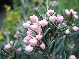 Image result for Andromeda polifolia Blue Lagoon