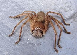 Image result for Campbell Spider