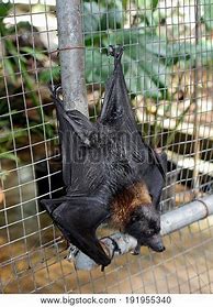 Image result for Man Holding a Fruit Bat Upside Down