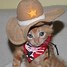 Image result for cowboys cats meme
