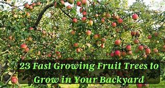 Image result for Fast Growing Fruit Trees