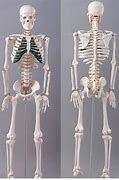 Image result for Plastic Skeleton