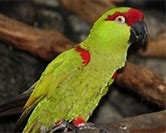 Image result for Parot Key Bird