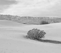 Image result for Desert Bush