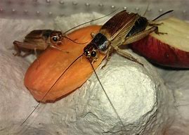 Image result for Live Crickets for Sale