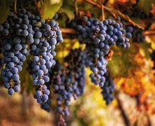 Image result for Sausal Sangiovese