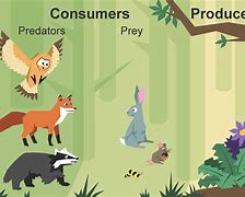 Image result for Wildlife Food Chain