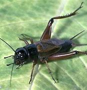 Image result for How to Feed Crickets