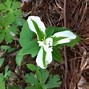 Image result for Bush with 4 Petal White Flower