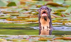 Image result for Amazon Rainforest River Otter