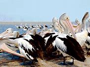Image result for Pelican Sentinel 100X Angler