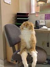 Image result for Cat Boss Office Chair Meme