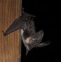 Image result for Colorful Bat Species