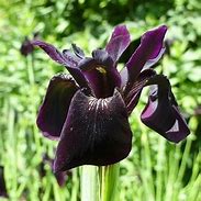 Image result for Iris chrysographes (Black Form)