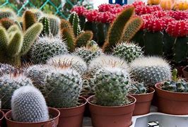 Image result for Indoor Cactus Plants Types