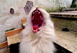 Image result for Funny Cat with Mouth Open