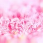 Image result for Pink Floral Wallpaper HD