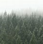 Image result for Forest Landscape Wallpaper