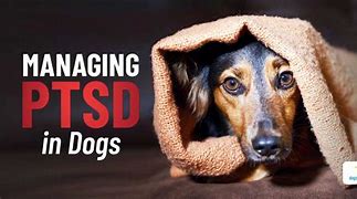 Image result for Dogs PTSD detection