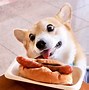 Image result for Excited Corgi