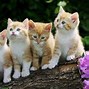 Image result for Spring Baby Animals and Flowers