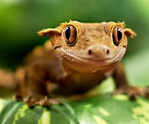 Image result for Adorable Lizards