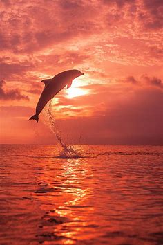 Bottlenose Dolphins, Caribbean Sea Photograph by Stuart Westmorland ...