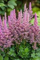 Image result for Astilbe chinensis Little Visions in Pink