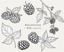 Image result for BlackBerry Bushes Clip Art