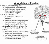 Image result for Amygdala and Emotion