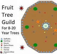 Image result for Apple Tree Guild