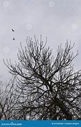 Image result for Tree Branches Birds Flying