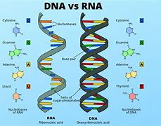 Image result for RNA and DNA