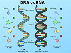 Image result for DNA vs cDNA