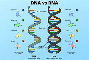 Image result for DNA vs RNA Amino Accids