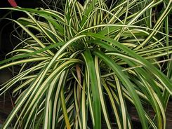 Image result for CAREX MORROWI VARIEGATA