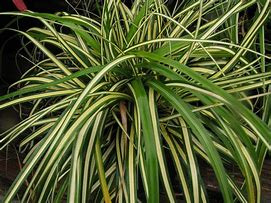 Image result for Carex morrowii