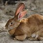 Image result for Belgium Giant Rabbit