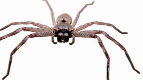 Image result for Giant Banded Huntsman Spider